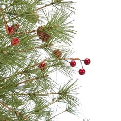 some red berries are hanging from a pine tree