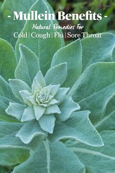 If you are looking for natural remedies for colds, flus, coughs and even soothing a sore throat, check out Mullein Leaf & Bloom Elixir! Add to your wellness shots or in tea to fight inflammation and soothe a sore throat while killing off bacteria and viruses. Keep you and your family healthy this cold and flu season with Mullein Leaf & Bloom Elixir and shop all our organic and high-quality elixirs for a natural and healthy lifestyle! Mullein Benefits, Natural Remedies For Colds, Natural Remedies For Cold, Soothe A Sore Throat, Mullein Leaf, Cough Medicine, Wellness Shots, Holistic Approach To Health, Stomach Issues