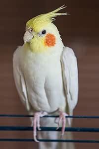 a yellow and white bird sitting on top of a metal bar with its head turned to the side