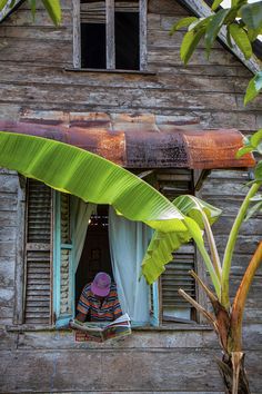 a person sitting in the window of an old wooden house with a large banana tree next to it