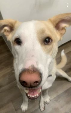 a close up of a dog on the floor with its mouth open and tongue out