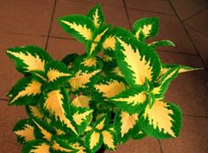 a potted plant with yellow and green leaves sitting on the ground next to a tile floor