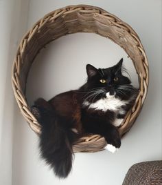 a black and white cat is sitting in a wicker basket hanging on the wall