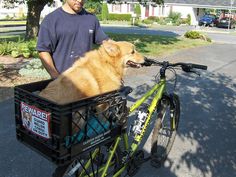 a man standing next to a dog in a bike basket