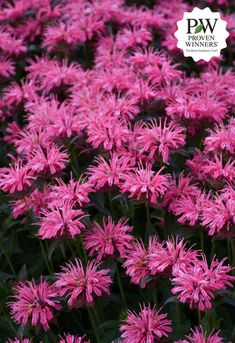 pink flowers are blooming in the garden, and it is hard to tell what color they are