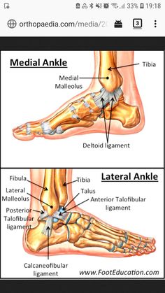 the foot and ankle are labeled in this screenshote, which shows different types of bones