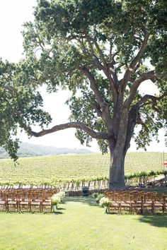 an outdoor ceremony setup under a large tree in the middle of a field with rows of chairs