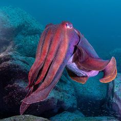 an octopus swimming in the ocean near rocks