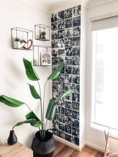 a plant in a black pot sitting on top of a wooden table next to a window