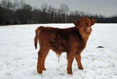 a baby calf standing in the snow looking at the camera