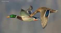 two ducks flying side by side in the air