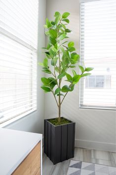 a potted plant sitting in the corner of a room