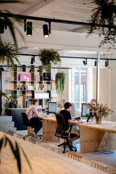 two people sitting at desks in an office with plants hanging from the ceiling and bookshelves