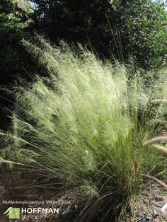 some very pretty green plants in the grass