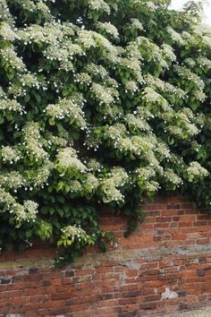 white flowers are growing on the side of a brick wall