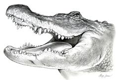 a pencil drawing of an alligator's head