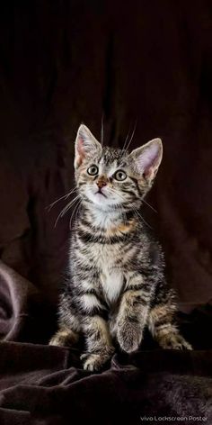 a small kitten sitting on top of a bed next to a black background and looking at the camera