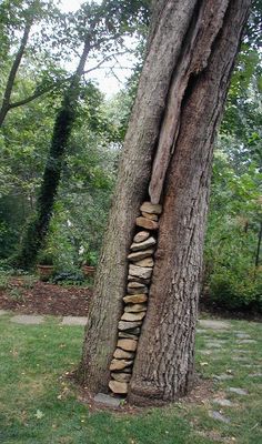 a tree that has some kind of rock wall on it's side in the grass