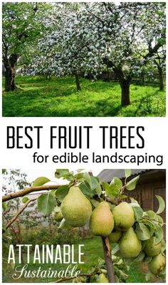 the best fruit trees for edible landscaping