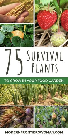 the cover of 75 survival plants to grow in your food garden, including strawberries and other vegetables