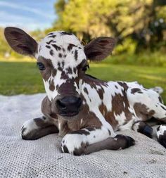 a baby cow laying on top of a blanket