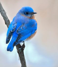 a blue bird sitting on top of a tree branch in front of a sky background