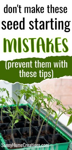 top says "don't make these seed starting mistakes - (prevent them with these tips), bottom has a pic of seedlings tilting towards a windwo Indoor Garden Starter Seed Starting, Best Seeds To Start Indoors, Best Soil For Seed Starting, Starting Tomatoes From Seed Indoors, Diy Indoor Seed Starting, Seed Starting Tips, Planting A Garden From Seeds, Seedling Starters Diy, When To Start Garden Seeds Indoors