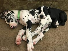 two black and white dogs laying on the floor