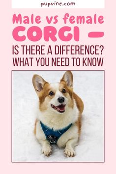 a corgi dog sitting in the snow with text that reads male vs female corgi is there a difference? what you need to know