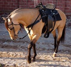 a brown horse wearing a black saddle and bridle on it's back