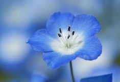 a blue flower with white stamen in the center