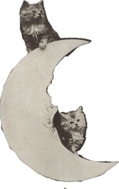 two cats sitting on top of the moon