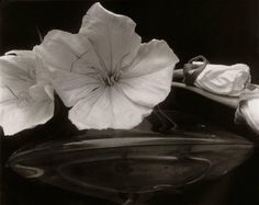 black and white photograph of flowers in a glass bowl with water on the bottom,