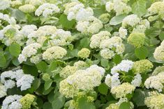 many white flowers with green leaves growing in the ground and on top of each other