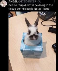 a rabbit in a box sitting on top of a table