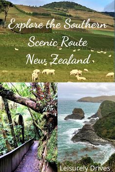 the scenic route to new zealand with text overlaying it that reads explore the southern scenic route, new zealand