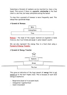 Energy Transfer, Food Chain, Lectures Notes, Energy Flow