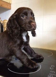 a brown and white dog sitting on top of a stove