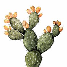 a watercolor painting of a cactus with yellow flowers on it's back end