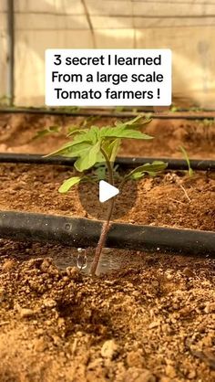 there is a small plant growing out of the ground with words above it that read 3 secret i learned from a large scale tomato farmers