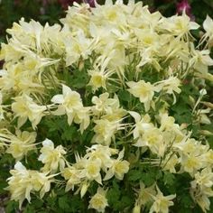 yellow flowers are blooming in the garden