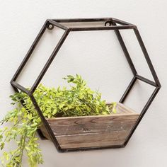 a potted plant sitting inside of a metal hexagonal container on a wall