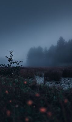 a foggy field with a small tree in the foreground and some lights on the ground