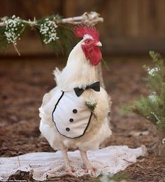 a chicken wearing a white shirt and bow tie