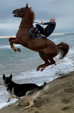 a man riding on the back of a brown horse next to a dog