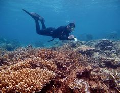 a person in a wet suit diving over corals