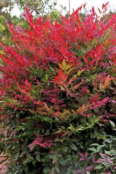 a bush with red and green leaves is in the middle of a garden path, surrounded by shrubbery