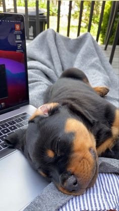 a small dog laying on top of a bed next to a laptop computer and blanket