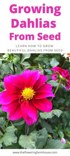 a pink flower with the title growing dahlias from seed