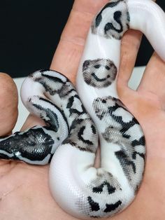 a hand holding a white and black snake